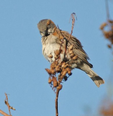 Kenya Rufous Sparrow