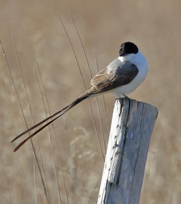 Fork-tailed Flycatcher