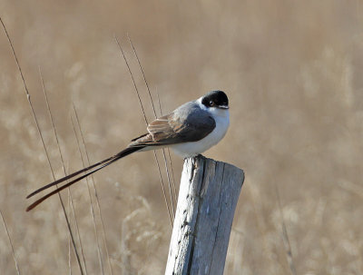 Fork-tailed Flycatcher