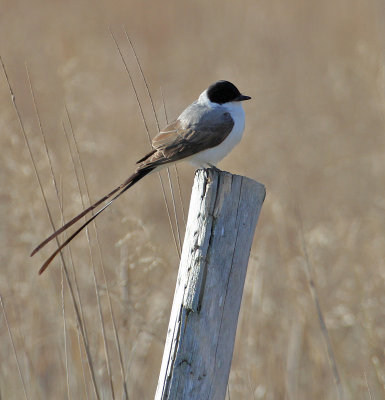 Fork-tailed Flycatcher