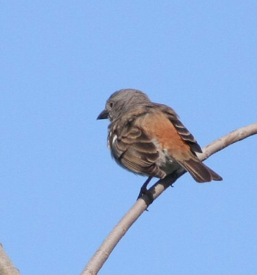 Northern Gray-headed Sparrow