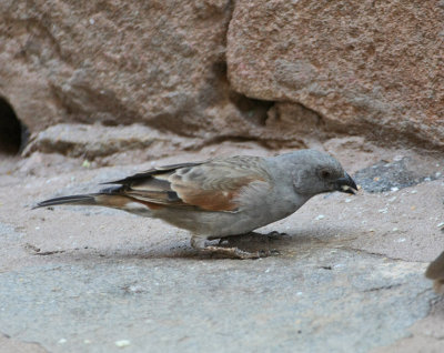 Parrot-billed Sparrow