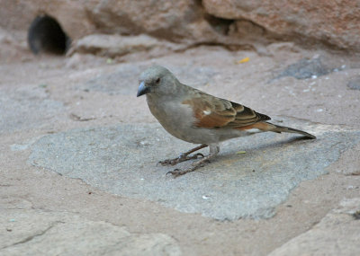 Parrot-billed Sparrow