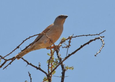 Parrot-billed Sparrow