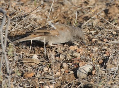 Parrot-billed Sparrow