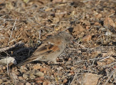 Parrot-billed Sparrow