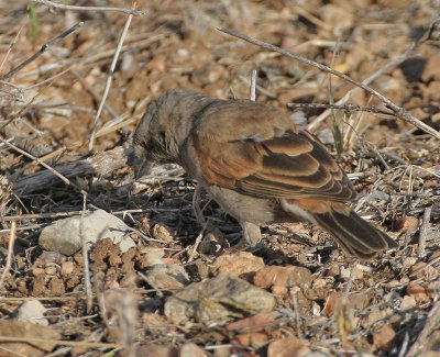 Parrot-billed Sparrow