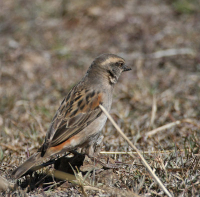 Kenya Rufous Sparrow