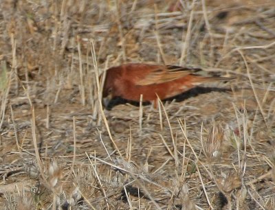 Chestnut Sparrow