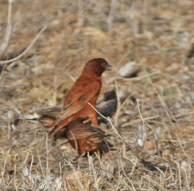 Chestnut Sparrow