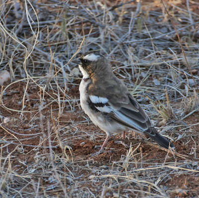 White-browed Sparrow-Weaver