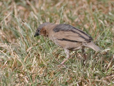 Gray-headed Social-Weaver