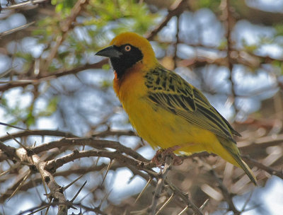 Speke's Weaver