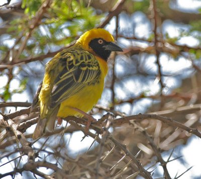 Speke's Weaver