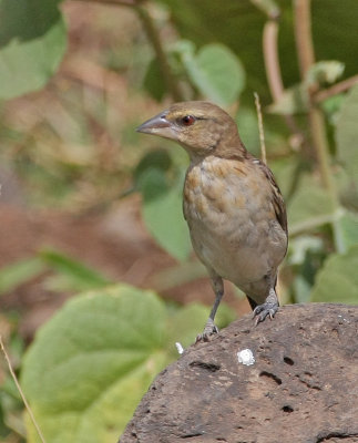 Chestnut Weaver