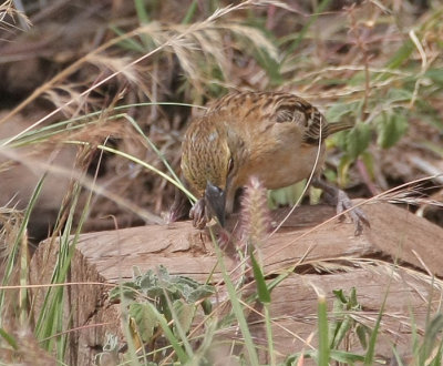 Chestnut Weaver