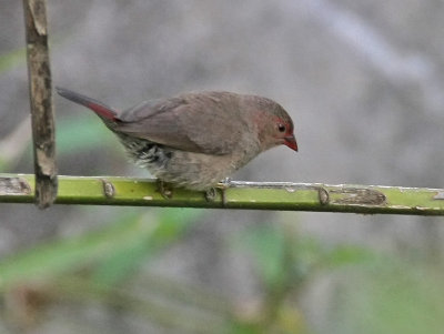 Red-billed Firefinch