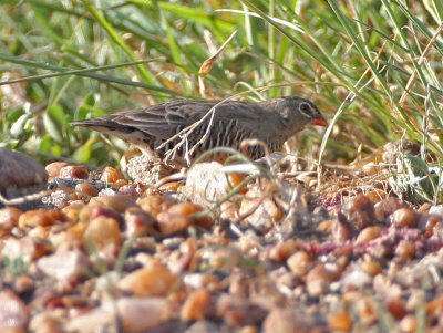 Quailfinch (Spectacled)