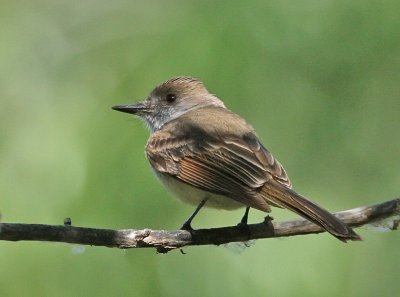 Dusky-capped Flycatcher