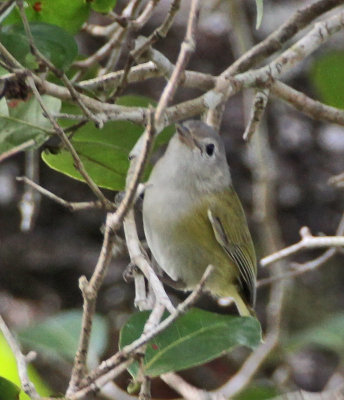 Lesser Greenlet