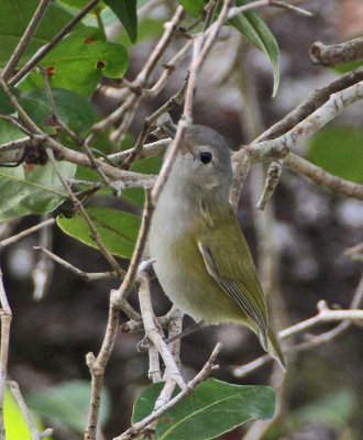 Lesser Greenlet