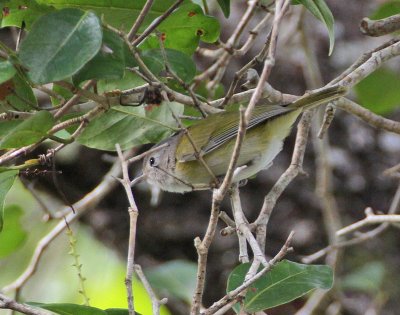 Lesser Greenlet