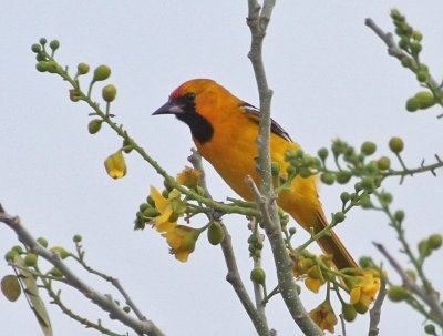 Orange Oriole