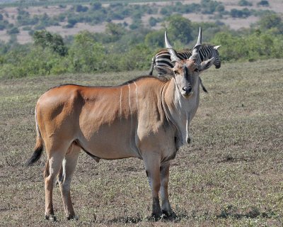 Common Eland (East African)
