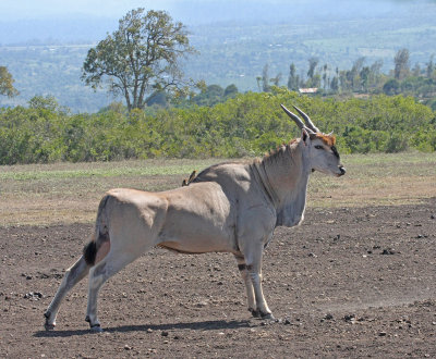 Common Eland (East African)