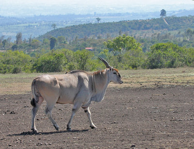 Common Eland (East African)