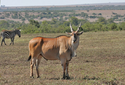 Common Eland (East African)