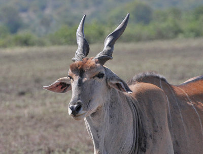 Common Eland (East African)