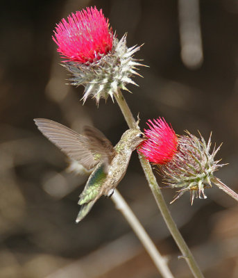 Annas Hummingbird