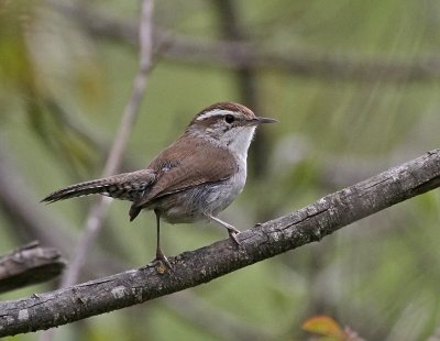 Bewick's Wren