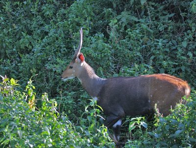 Bushbuck