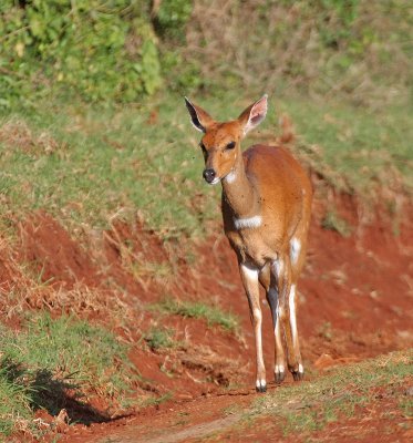 Bushbuck