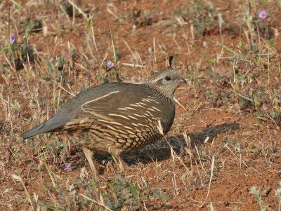 California Quail