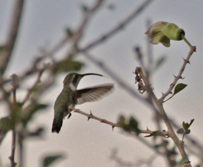 Mexican Sheartail