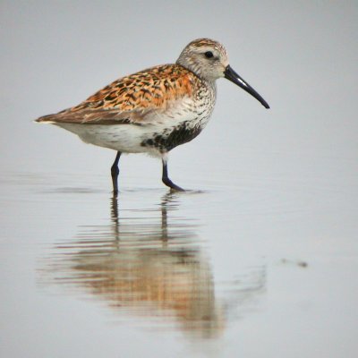 Dunlin