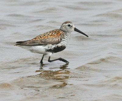 Dunlin