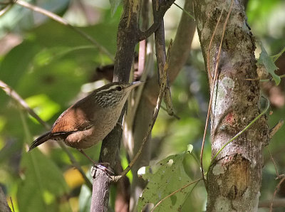 Sinaloa Wren