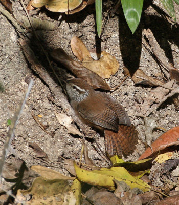 Sinaloa Wren