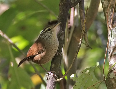 Sinaloa Wren