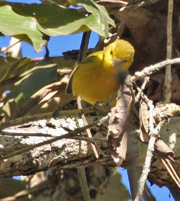 Golden Vireo