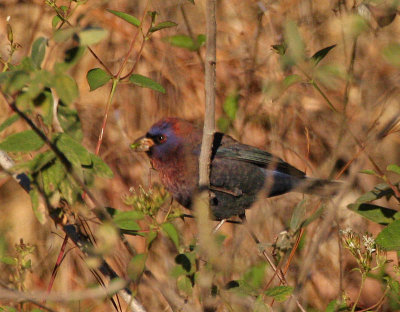 Varied Bunting