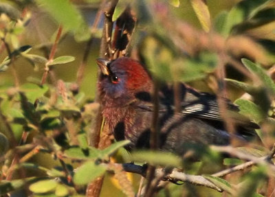 Varied Bunting