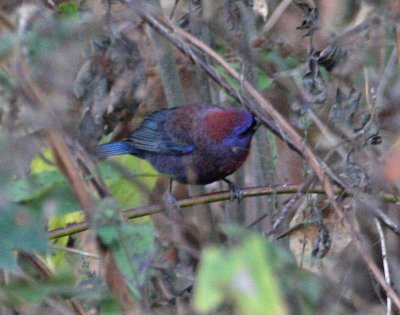 Varied Bunting