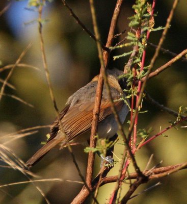 Rose-throated Becard