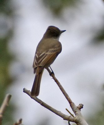 Nutting's Flycatcher