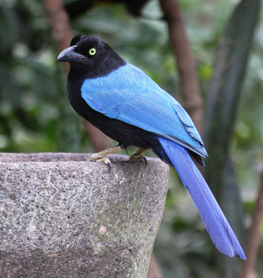 San Blas Jay